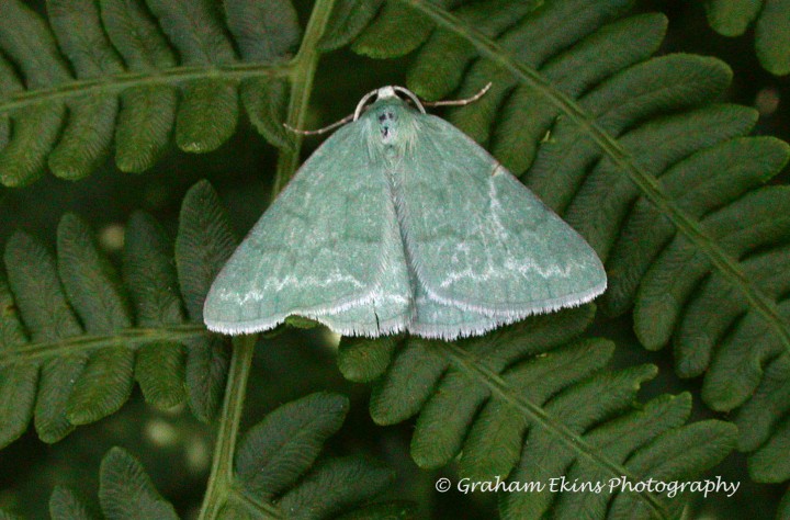 Pseudoterpna pruinata Copyright: Graham Ekins