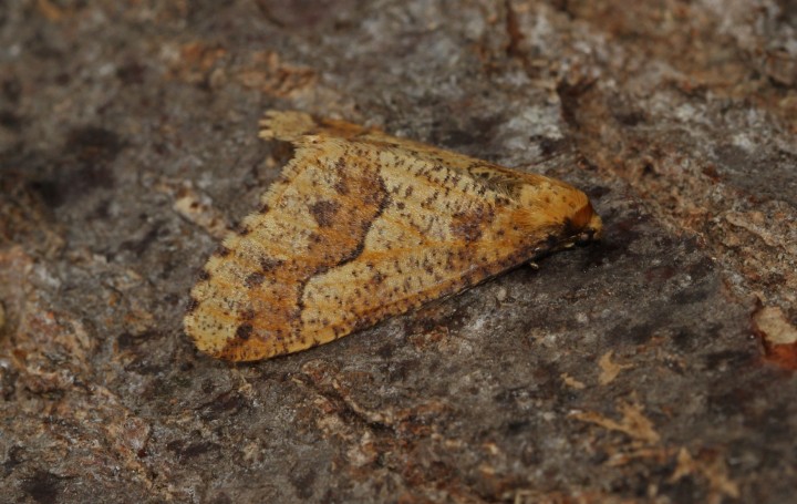 Mottled Umber  Erannis defoliaria Copyright: Graham Ekins