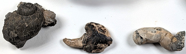Chigwell fossil gatropod crab claw and shipworm London Clay Copyright: Mike Daniels Collection