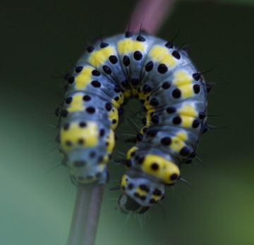 caterpillar on Wild Cherry Copyright: Robert Smith