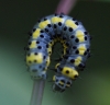 caterpillar on Wild Cherry 