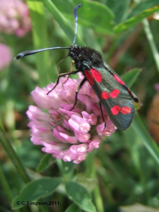 Zygaena filipendulae Copyright: Colin Simpson