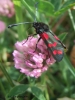 Zygaena filipendulae