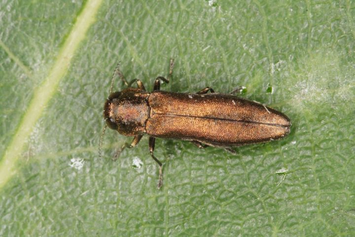 Agrilus laticornis Copyright: Peter Harvey