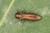 Agrilus laticornis Copyright: Peter Harvey