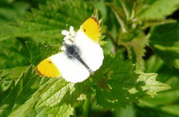 Orange Tip (male) Copyright: Alan Shearman