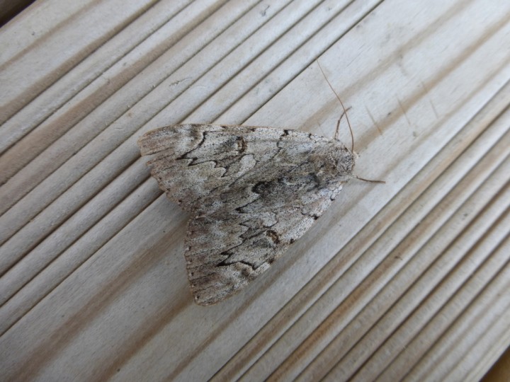 Rosy Underwing Copyright: Stephen Rolls