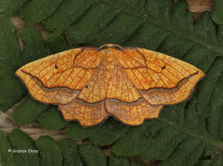 Bordered Beauty  Epione repandaria Copyright: Graham Ekins