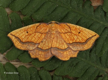 Bordered Beauty  Epione repandaria Copyright: Graham Ekins