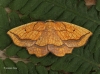 Bordered Beauty  Epione repandaria Copyright: Graham Ekins