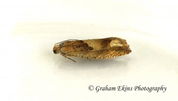 Eucosma conterminana 2 GD Copyright: Graham Ekins