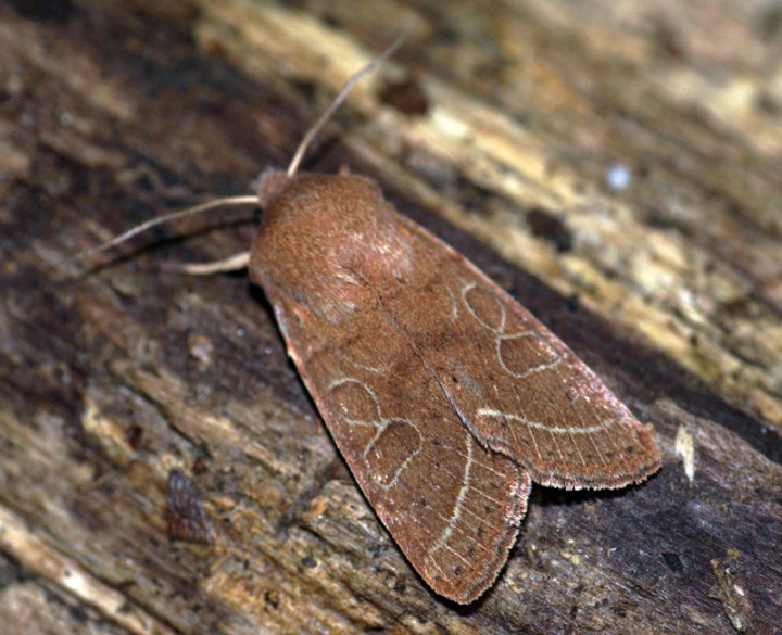 Common Quaker new Copyright: Ben Sale