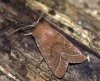 Common Quaker new 