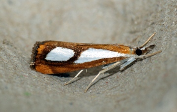 Catoptria pinella 3 Copyright: Ben Sale