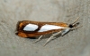 Catoptria pinella 3 