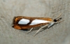 Catoptria pinella 3