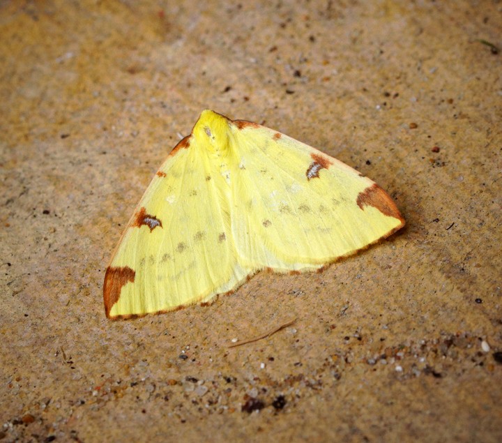 Brimstone Moth 1 Copyright: Ben Sale