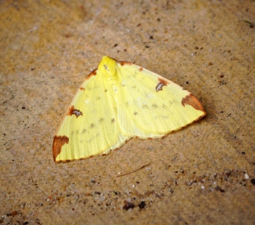 Brimstone Moth 1 Copyright: Ben Sale