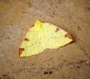 Brimstone Moth 1 Copyright: Ben Sale