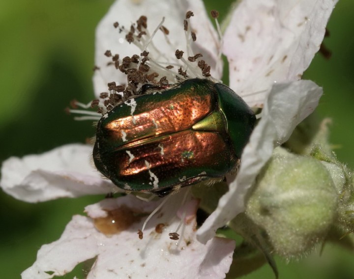 Cetonia aurata 01 Copyright: Robert Smith