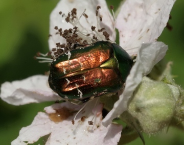 Cetonia aurata 01 Copyright: Robert Smith