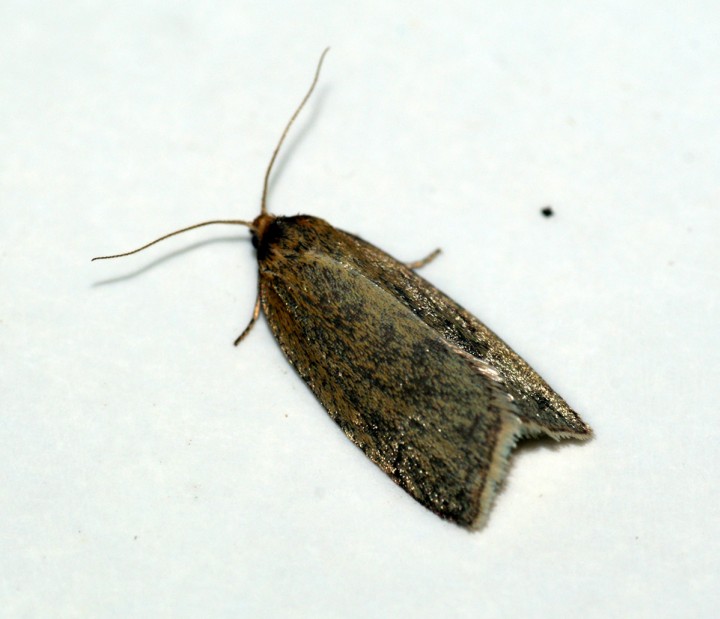 Timothy Tortrix (Aphelia paleana) Copyright: Ben Sale