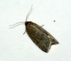 Timothy Tortrix (Aphelia paleana) 