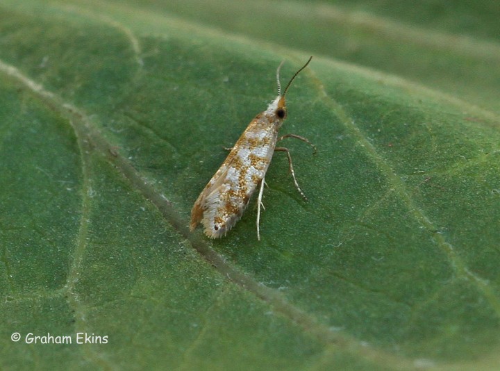 Argyresthia cupressella 4 Copyright: Graham Ekins