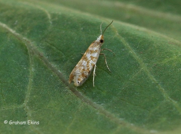 Argyresthia cupressella 4 Copyright: Graham Ekins