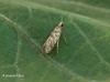 Argyresthia cupressella 4 Copyright: Graham Ekins