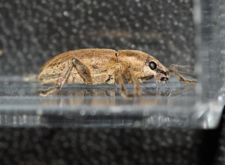 Tanymecus palliatus side Copyright: Robert Smith
