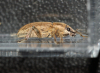 Tanymecus palliatus side Copyright: Robert Smith