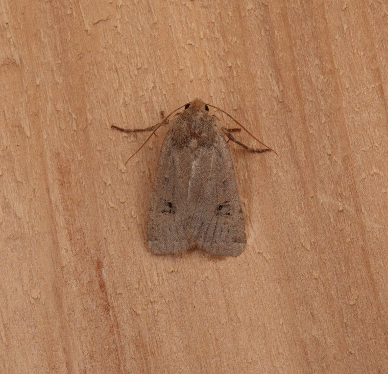 Red-headed Chestnut Copyright: Cindy Lawes