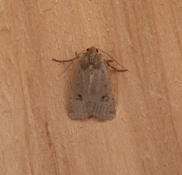 Red-headed Chestnut Copyright: Cindy Lawes