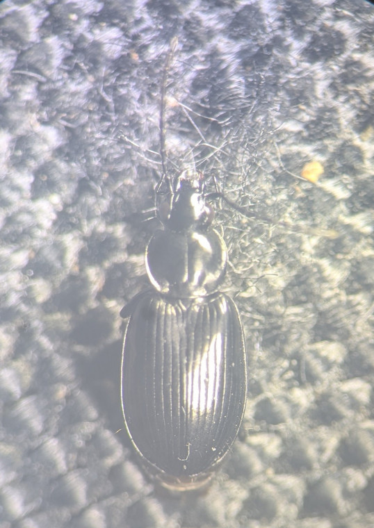 Agonum emarginatum Copyright: Robert Smith