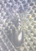 Agonum emarginatum 