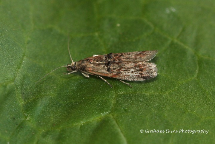 Nephopterix angustella 2 Copyright: Graham Ekins