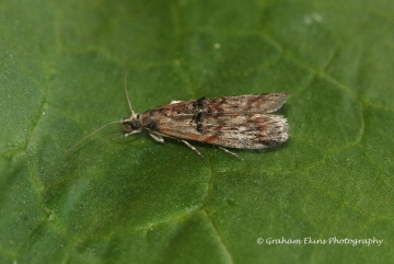 Nephopterix angustella 2 Copyright: Graham Ekins