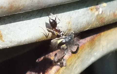 Ant with Wasps Head Copyright: Peter Pearson