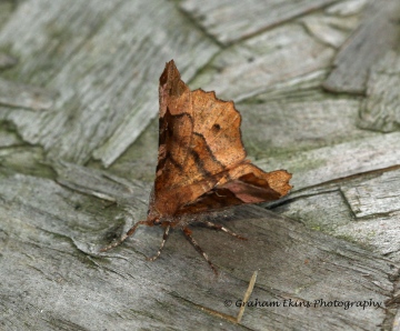 Selenia tetralunaria  Purple Thorn second generation Copyright: Graham Ekins