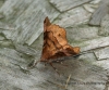 Selenia tetralunaria  Purple Thorn second generation