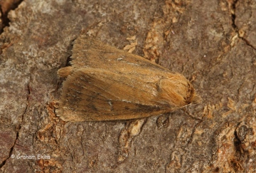 Lenisa geminipuncta   Twin-spotted Wainscot Copyright: Graham Ekins