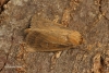 Lenisa geminipuncta   Twin-spotted Wainscot 