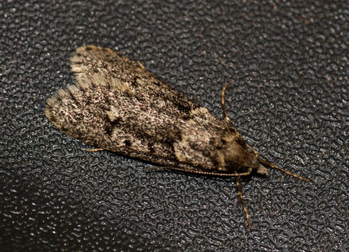 Diurnea fagella 6 Copyright: Ben Sale