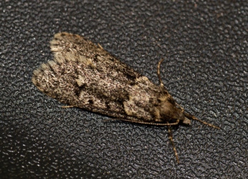 Diurnea fagella 6 Copyright: Ben Sale