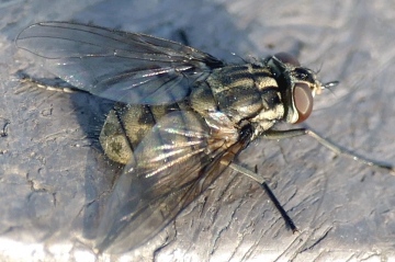 Stomoxys calcitrans Copyright: Rosemary Stevens