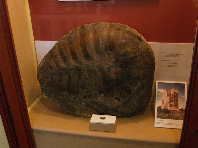 Giant fossil turtle from Harwich on display in Ipswich Museum. Copyright: Gerald Lucy