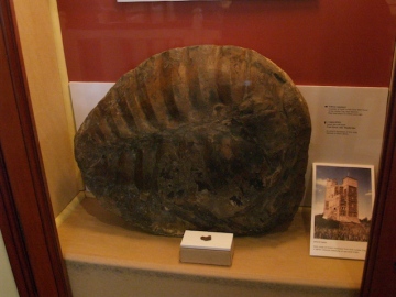Giant fossil turtle from Harwich on display in Ipswich Museum. Copyright: Gerald Lucy