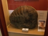 Giant fossil turtle from Harwich on display in Ipswich Museum. 