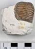 Ptychodus tooth  